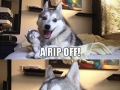 Pun dog