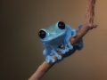 Small fact frog