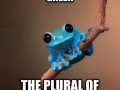 Small fact frog