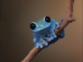 Small fact frog