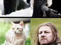 Cat Of Thrones