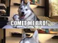 Pun dog