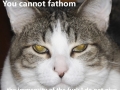 You cannot fathom...