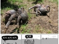 Just some coconut crabs