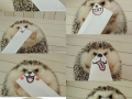 Hedgehog faces