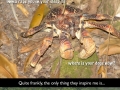 Coconut crab