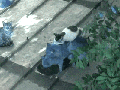 Cat 0rgy