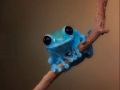 Small fact frog