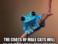 Small fact about cats