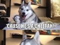 Cheetah!