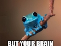 Small Fact Frog