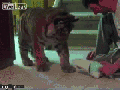 Kitty size doesn't matter