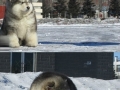 Alaskan Malamute