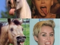 Horse Cyrus