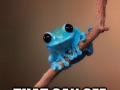 Small fact frog