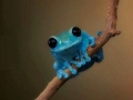 Small fact frog