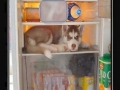 Guard Dog
