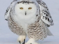Winter Owl