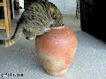 Cat crawls in a vase