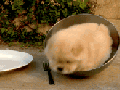 Dog vs Bowl