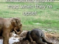 Cute upset elephant