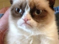 Grumpy Potter