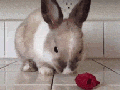 Bunny eating a raspberry