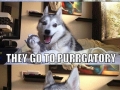 Dogs to heaven..
