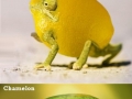 Chameleons