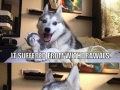 Pun dog