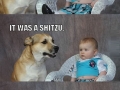 Dad Joke Dog