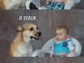 Dad joke dog