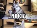 Pun dog strikes again!
