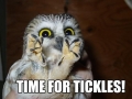 Time for tickles
