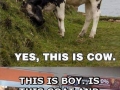 Goat, cow and boy