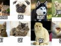 How I view cats and dogs