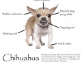 Anatomy of a chihuahua