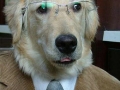 Business Dog