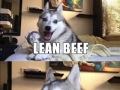 Huskies and cows