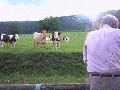 Cows like jazz