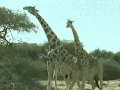 Fighting giraffes