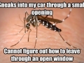 Scumbag mosquito