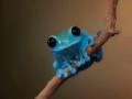 Small fact frog