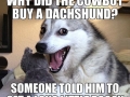 Pun dog