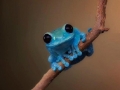 Small fact frog