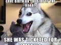 Pun dog