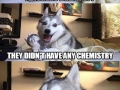 Pun dog