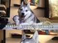 Pun dog