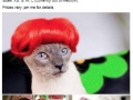 Selling cat wigs