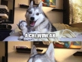Pun dog